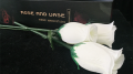 Rose & Vase by Wenzi Studio Presented by Bond Lee
